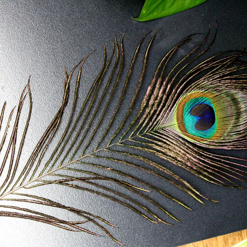 Peacock Feather