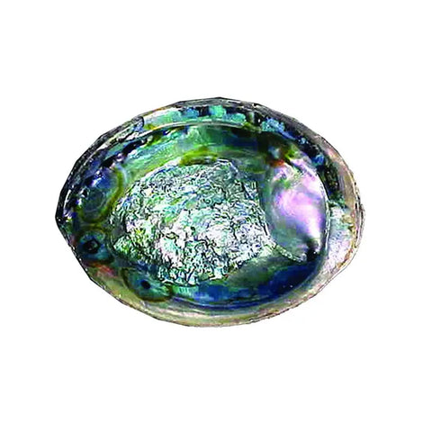 Green Abalone Shell (6-7 in.)