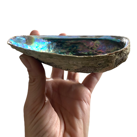 XL Abalone Shell With Stand