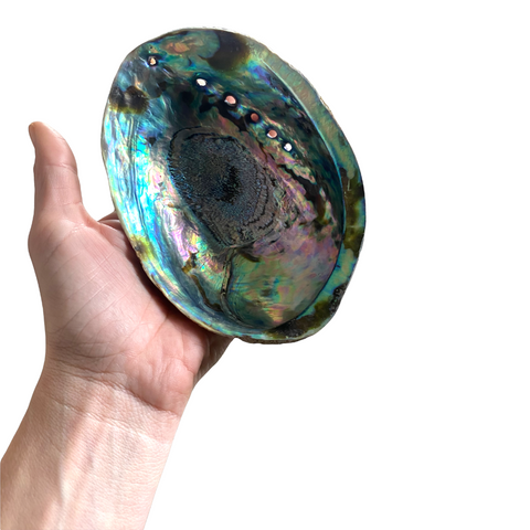 XL Abalone Shell With Stand